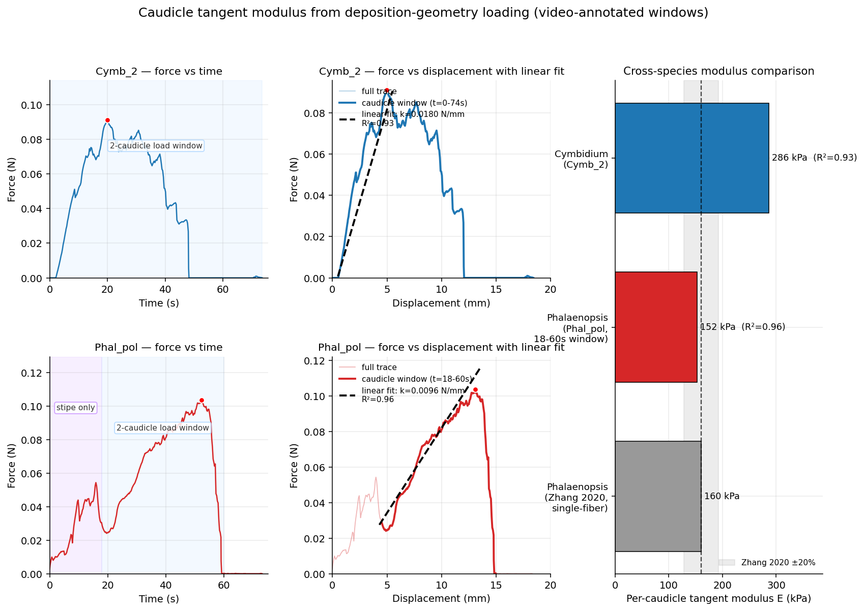 Caudicle tangent modulus from deposition-geometry loading for Cymbidium and Phalaenopsis