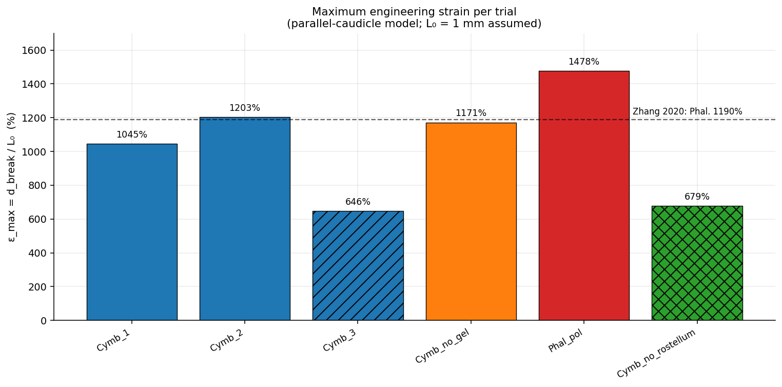 Maximum engineering strain per trial across Cymbidium and Phalaenopsis conditions