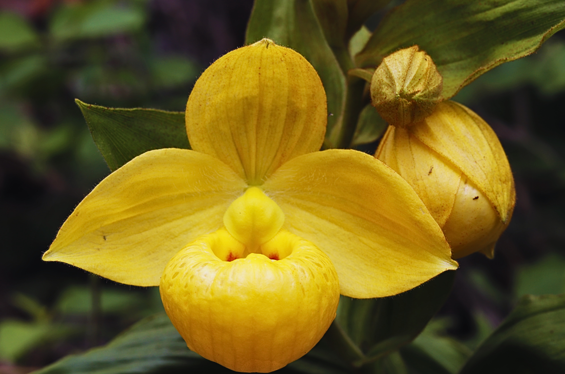 Figure 1. Cypripedium irapeanum at the Veracruz site