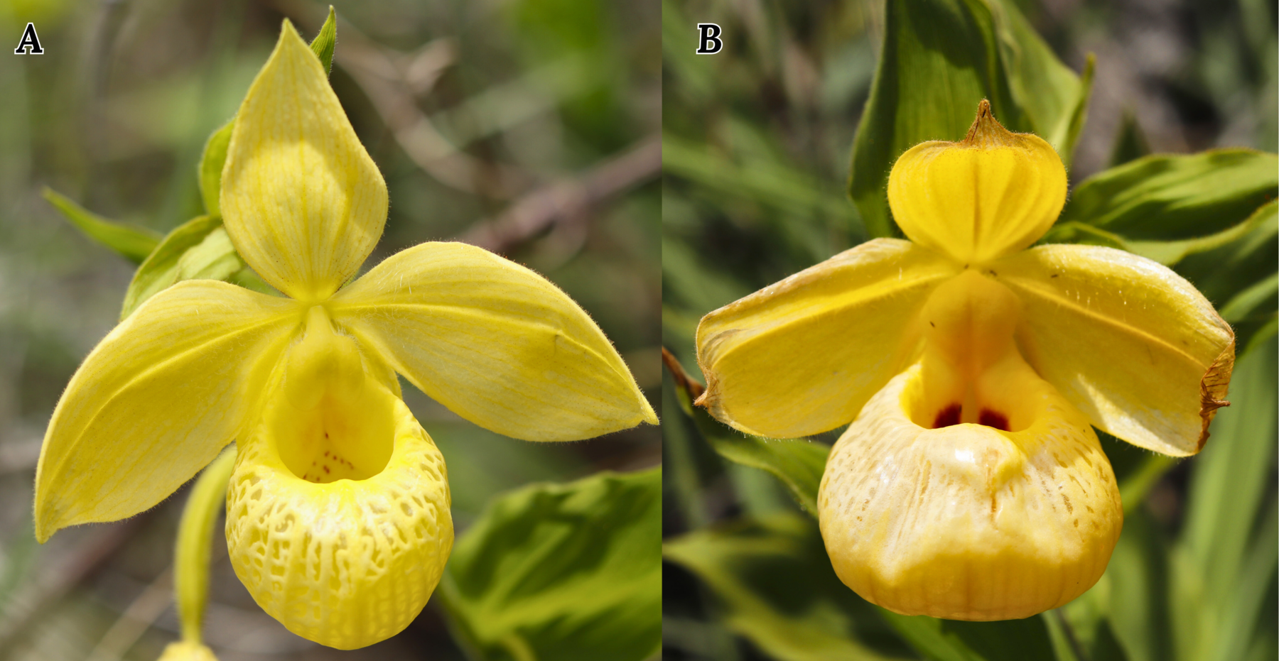 Figure 10. Aurea variety and deformed Cypripedium flower