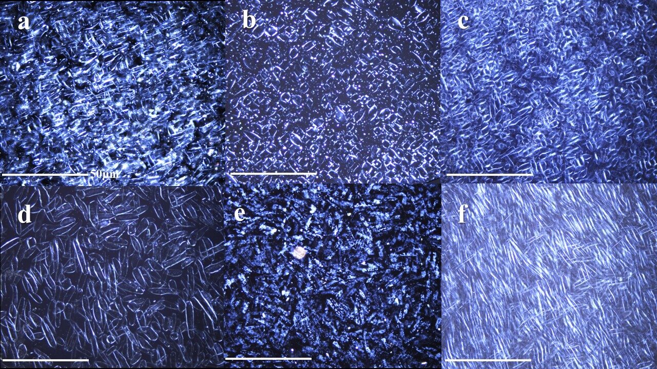 Eleutherocytes suspended in orchid stigmatic gel