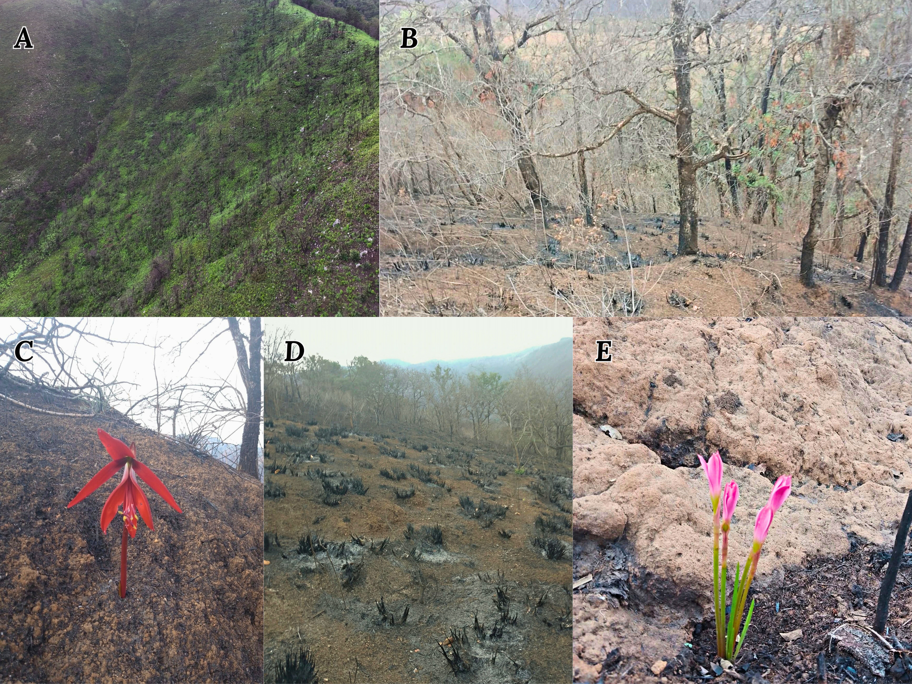 Figure 11. Fires at the Veracruz Cypripedium site
