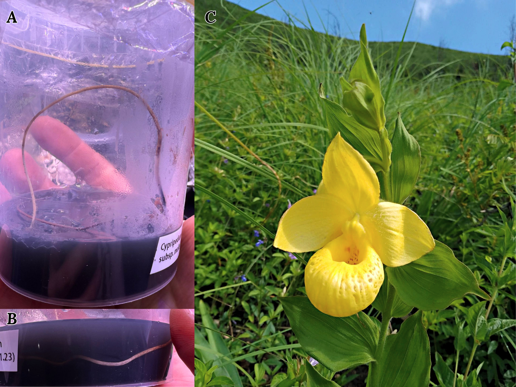 Figure 12. In vitro Cypripedium seedlings and wild plant