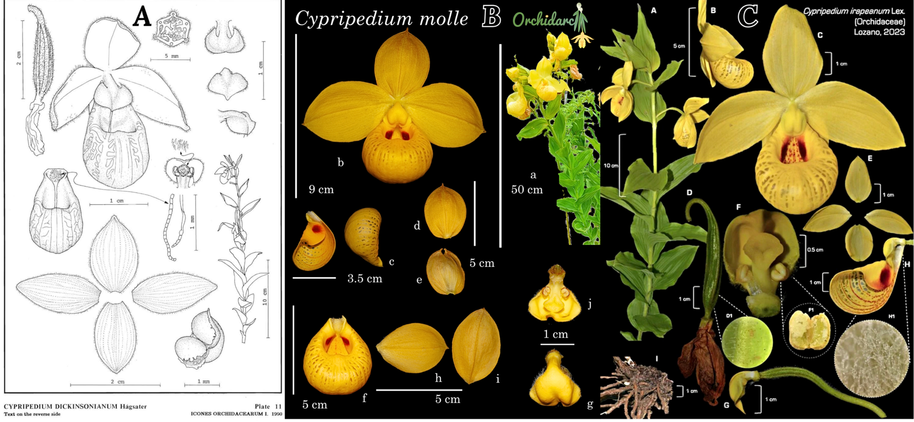 Figure 3. Cypripedium taxonomic plates