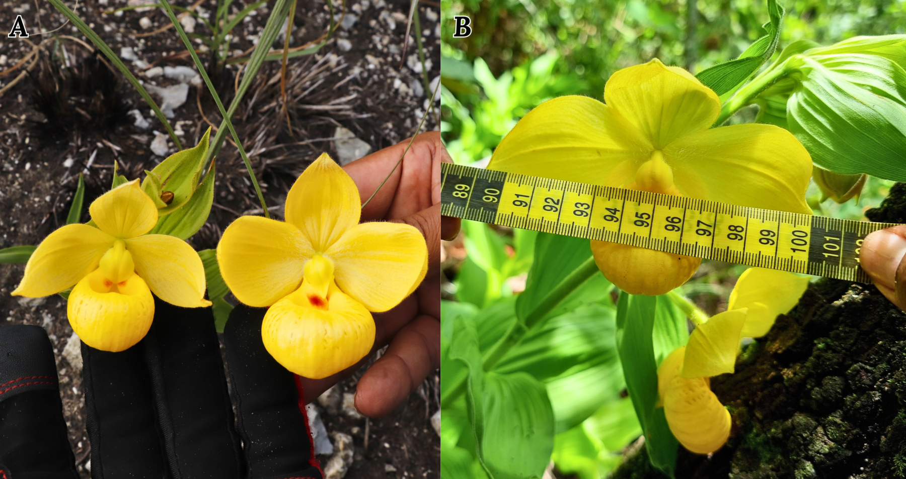 Figure 4. Cypripedium variation at the Veracruz site