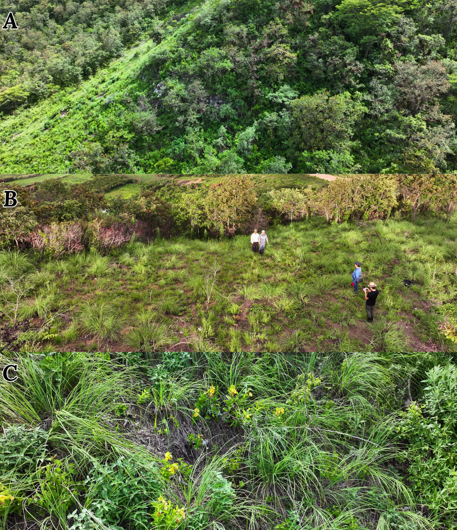 Figure 5. Cypripedium habitats at the mountain site