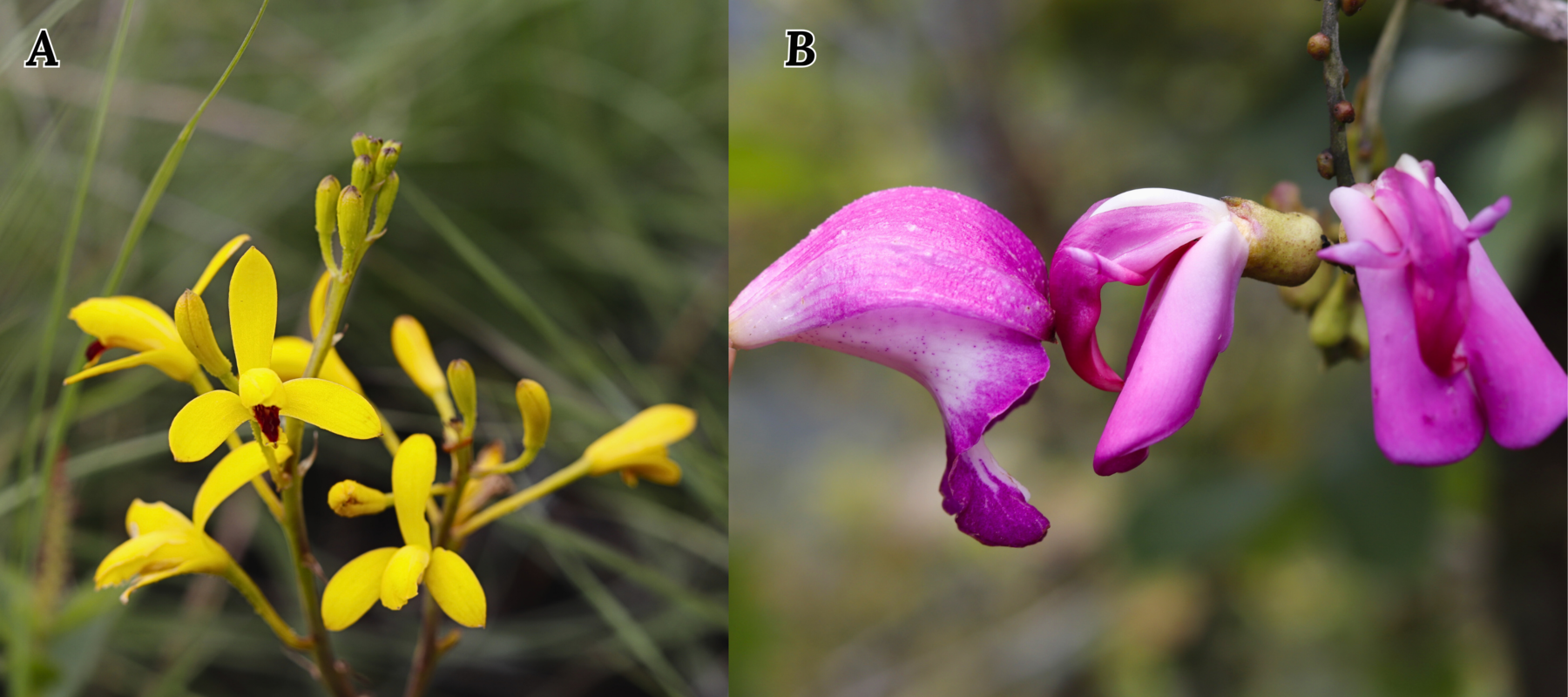 Figure 6. Bletia adenocarpa and Bletia campanulata at the summit habitat