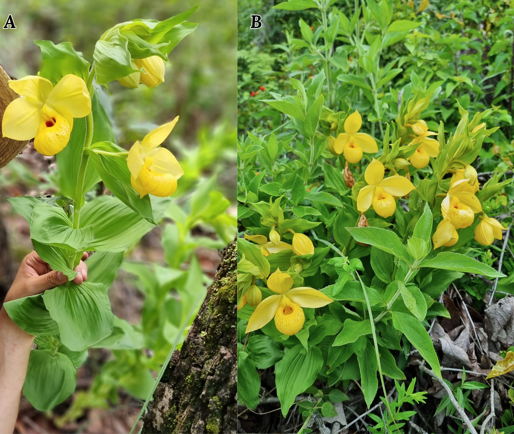 Figure 7. Savannah Cypripedium