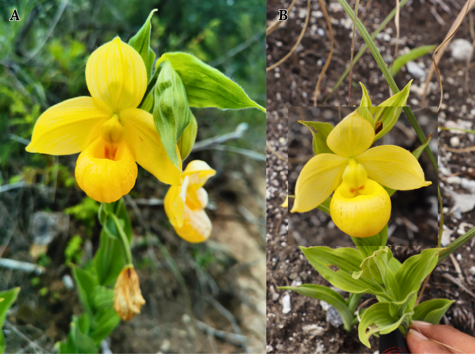 Figure 8. Cypripedium molle compared with the Veracruz summit form