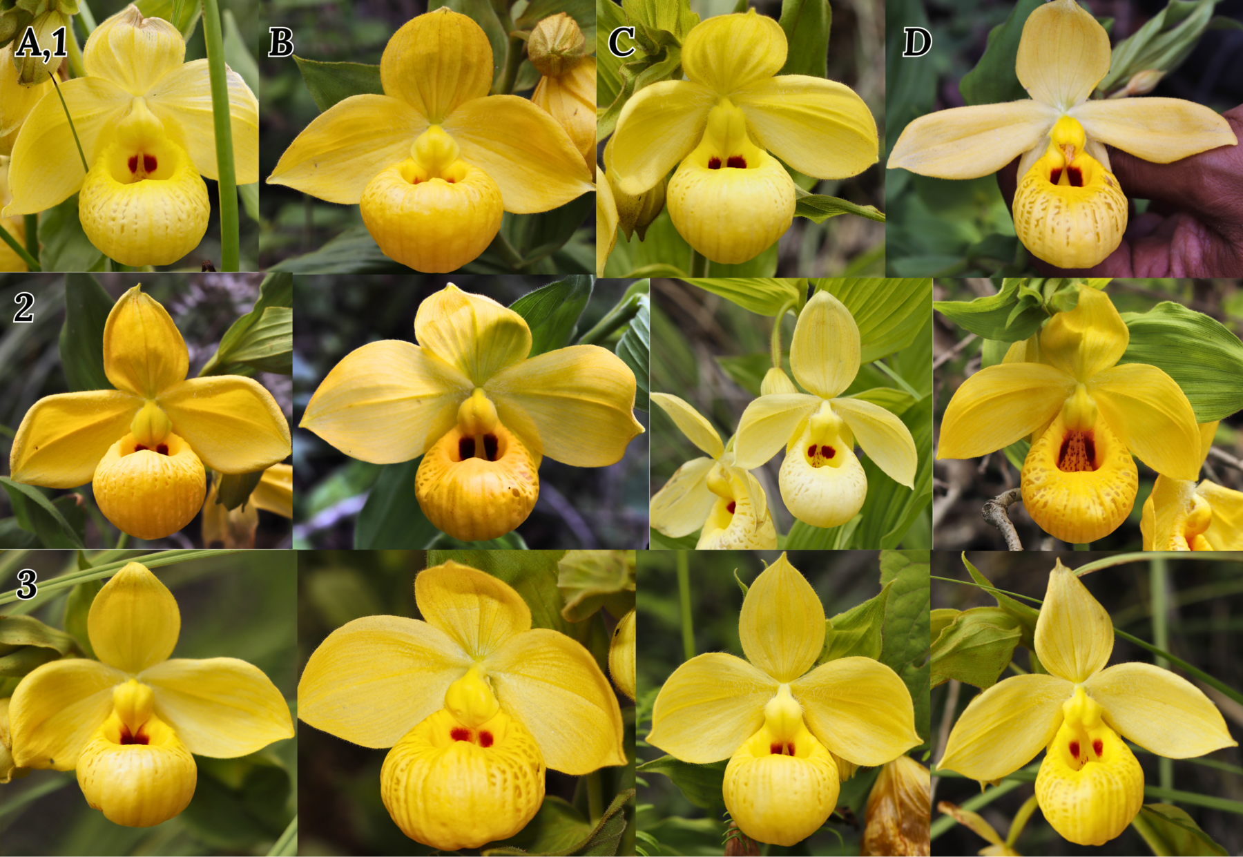 Figure 9. Diversity of Cypripedium forms at the Veracruz site