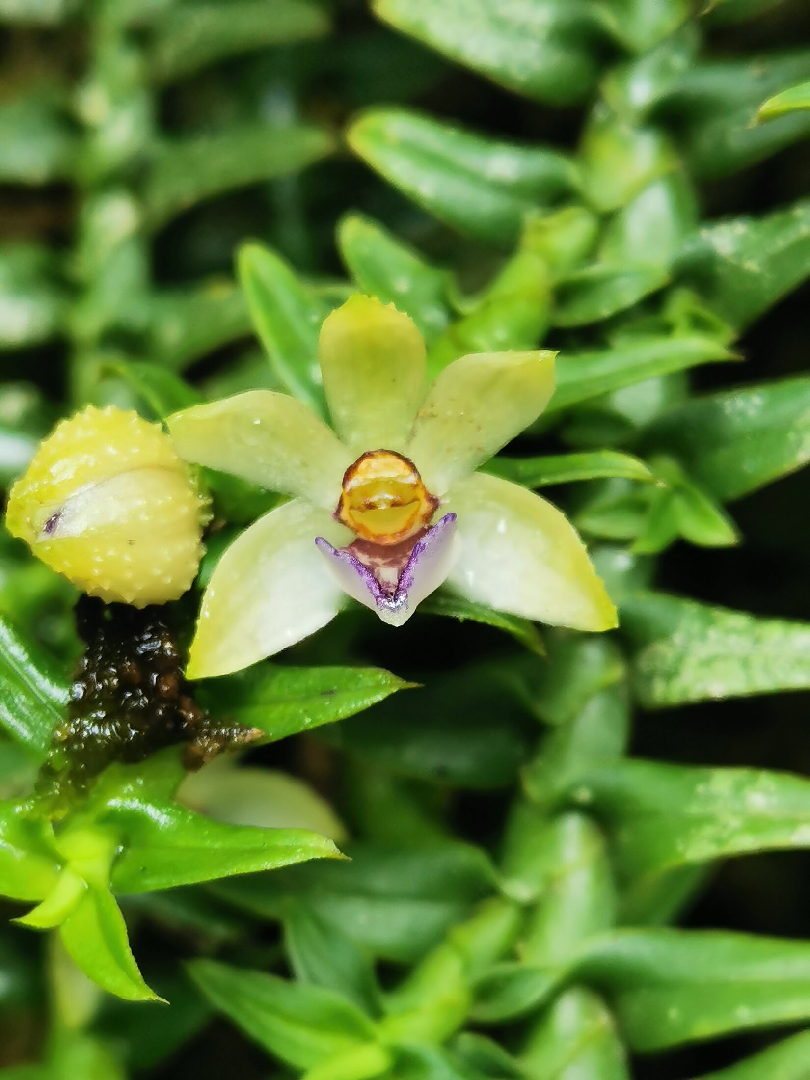 Dichaea neglecta