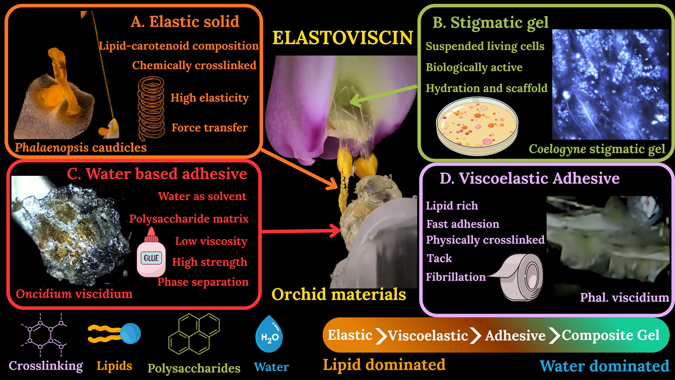 Elastoviscin diagram showing orchid reproductive materials