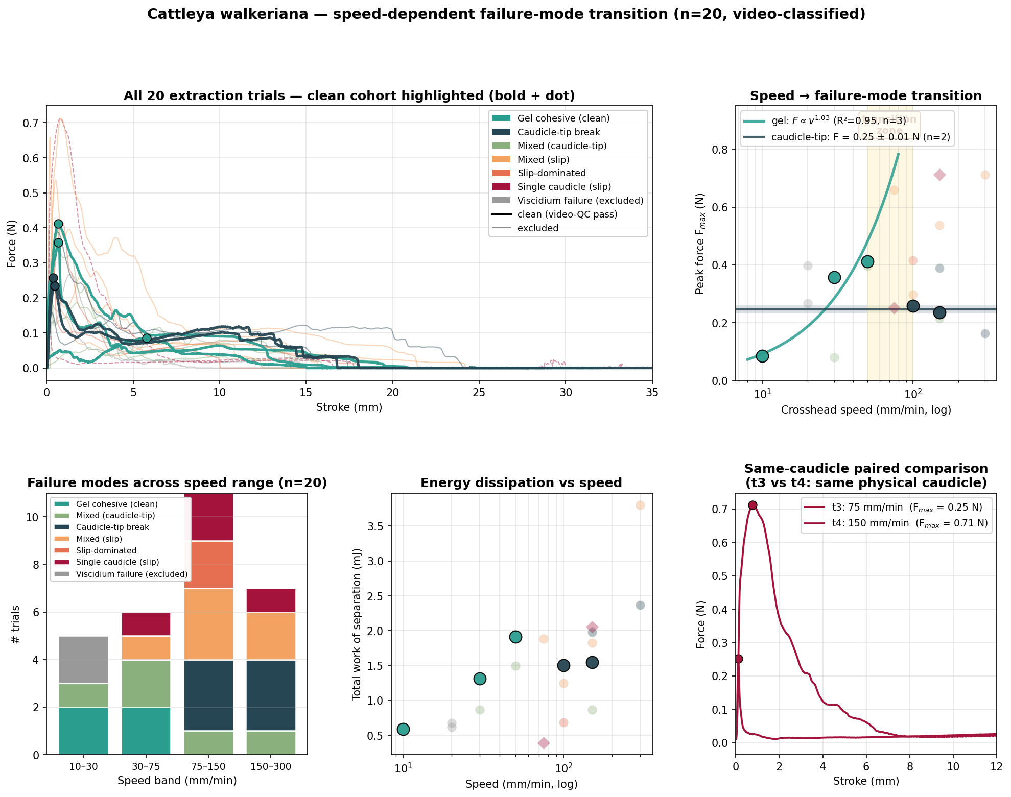 Master summary of the Cattleya walkeriana extraction study: 20 trials, speed-failure transition, failure modes, energy dissipation and paired comparison