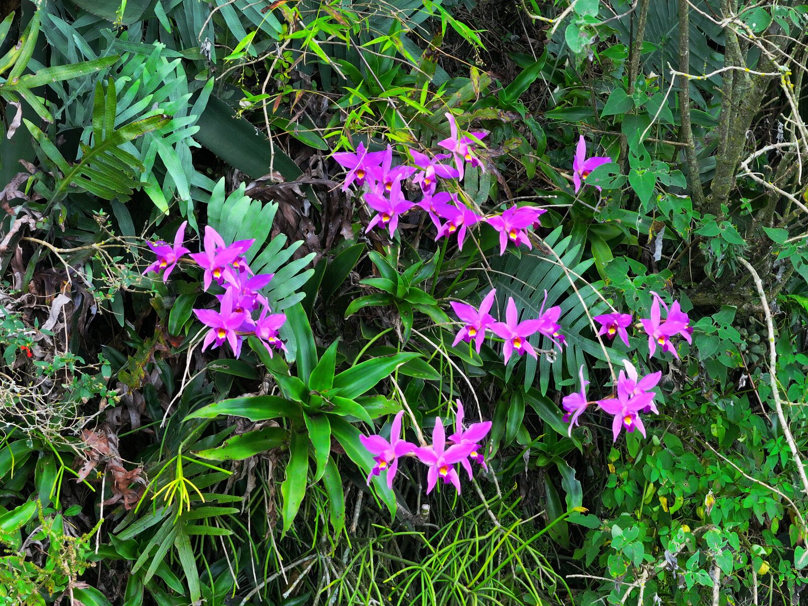 Epiphytic specimen