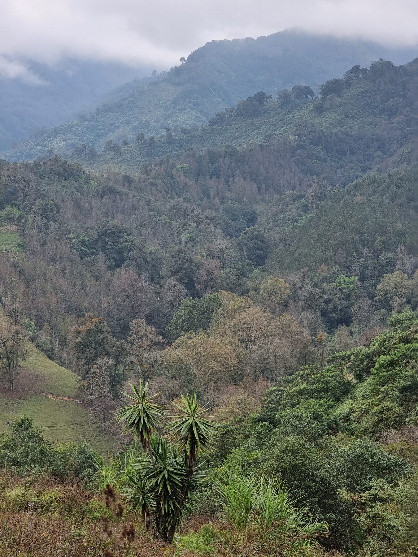 Orchidarc Reserve seen from a distance
