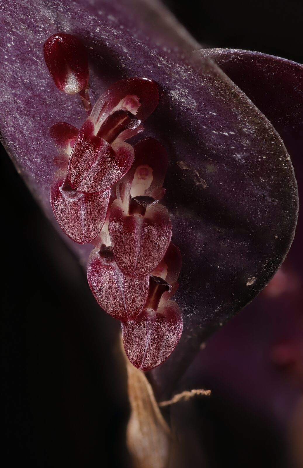 Trichosalpinx ciliaris