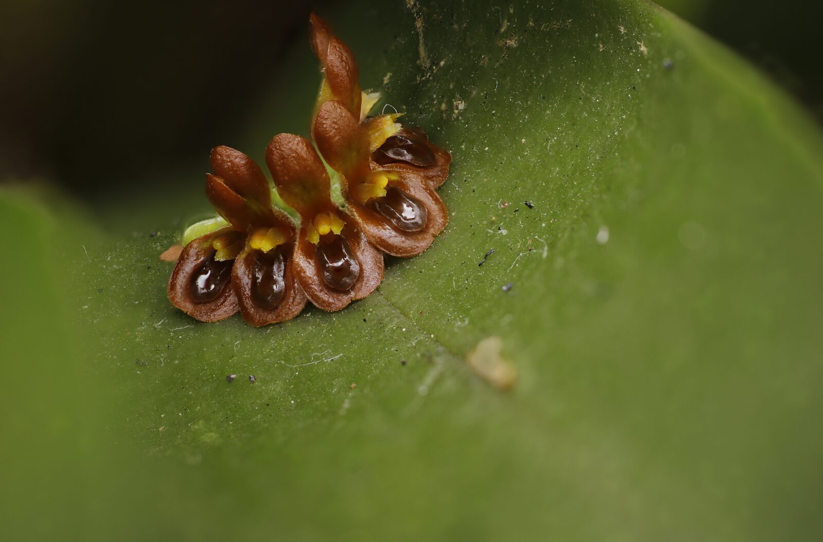 Acianthera circumplexa macro