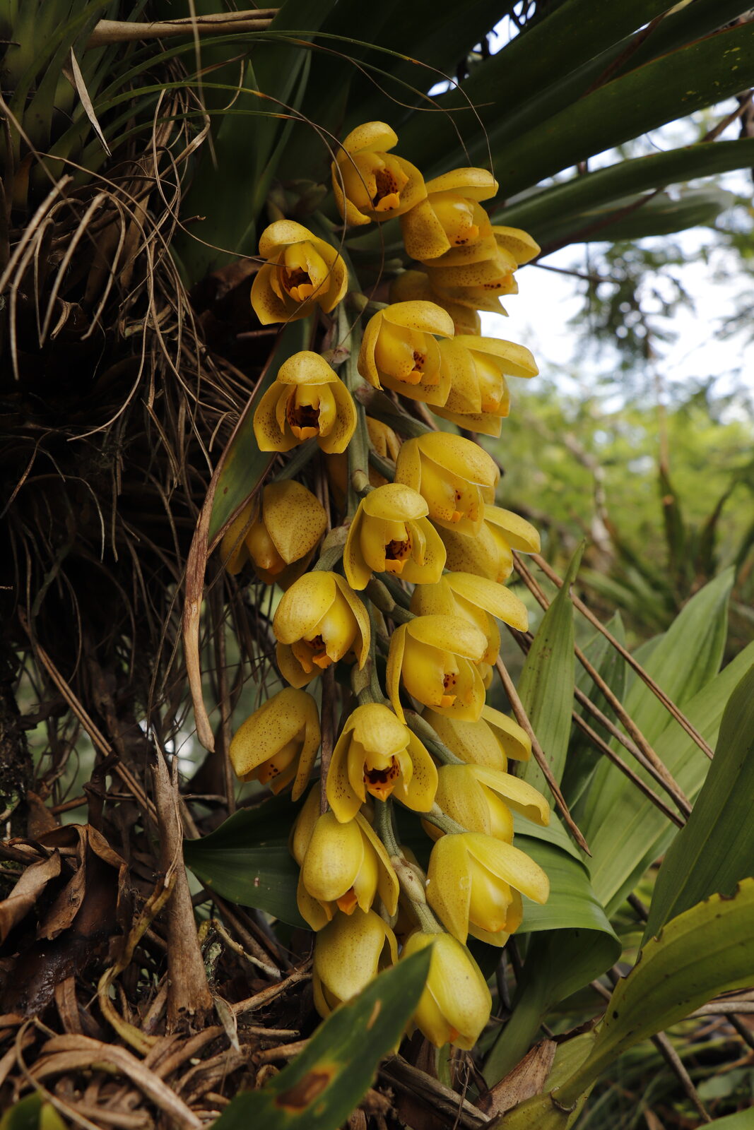Acineta barkeri flowers