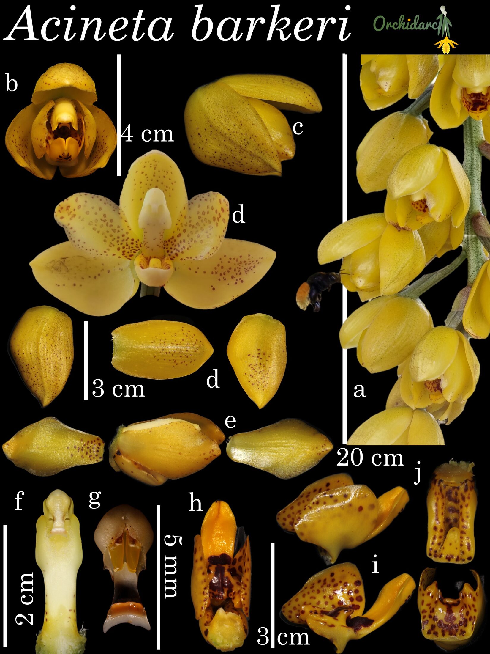 Acineta barkeri