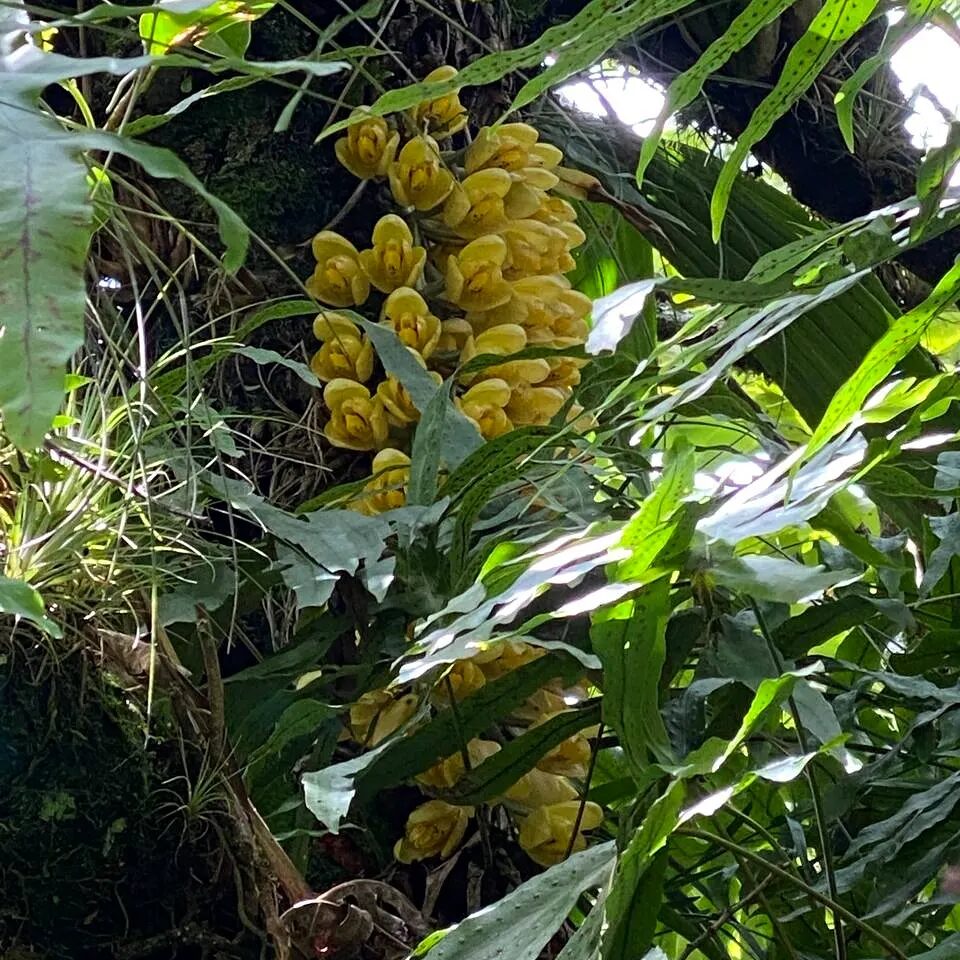 Acineta barkeri canopy habitat