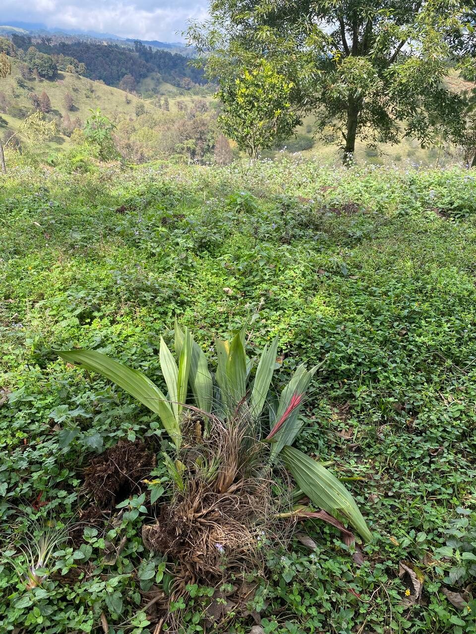 Fallen Acineta barkeri
