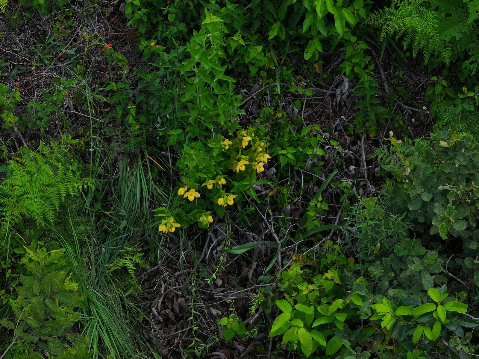 Cloud forest aerial — Cypripedium habitat