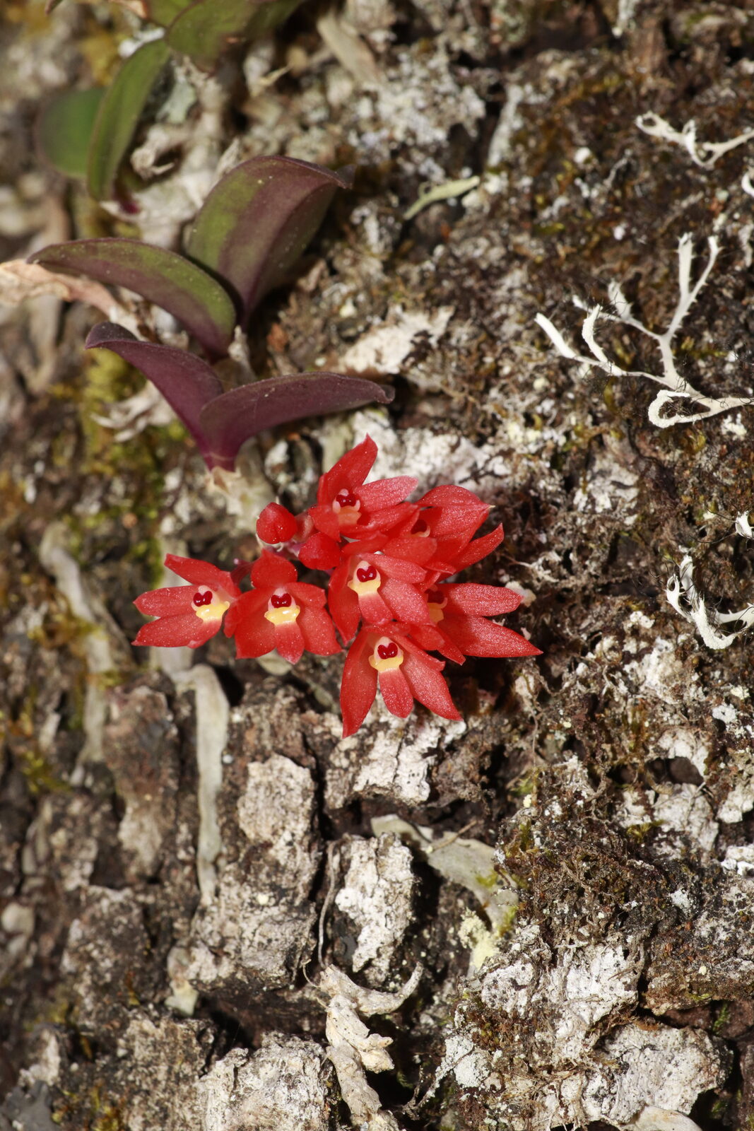 Alamania punicea