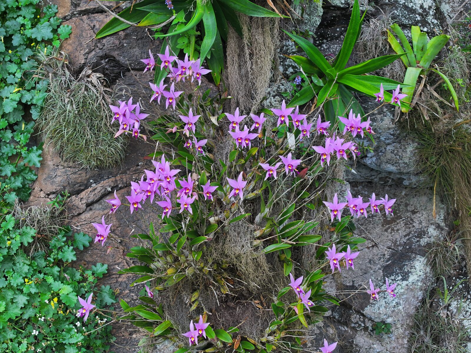 Laelia anceps on cliffs