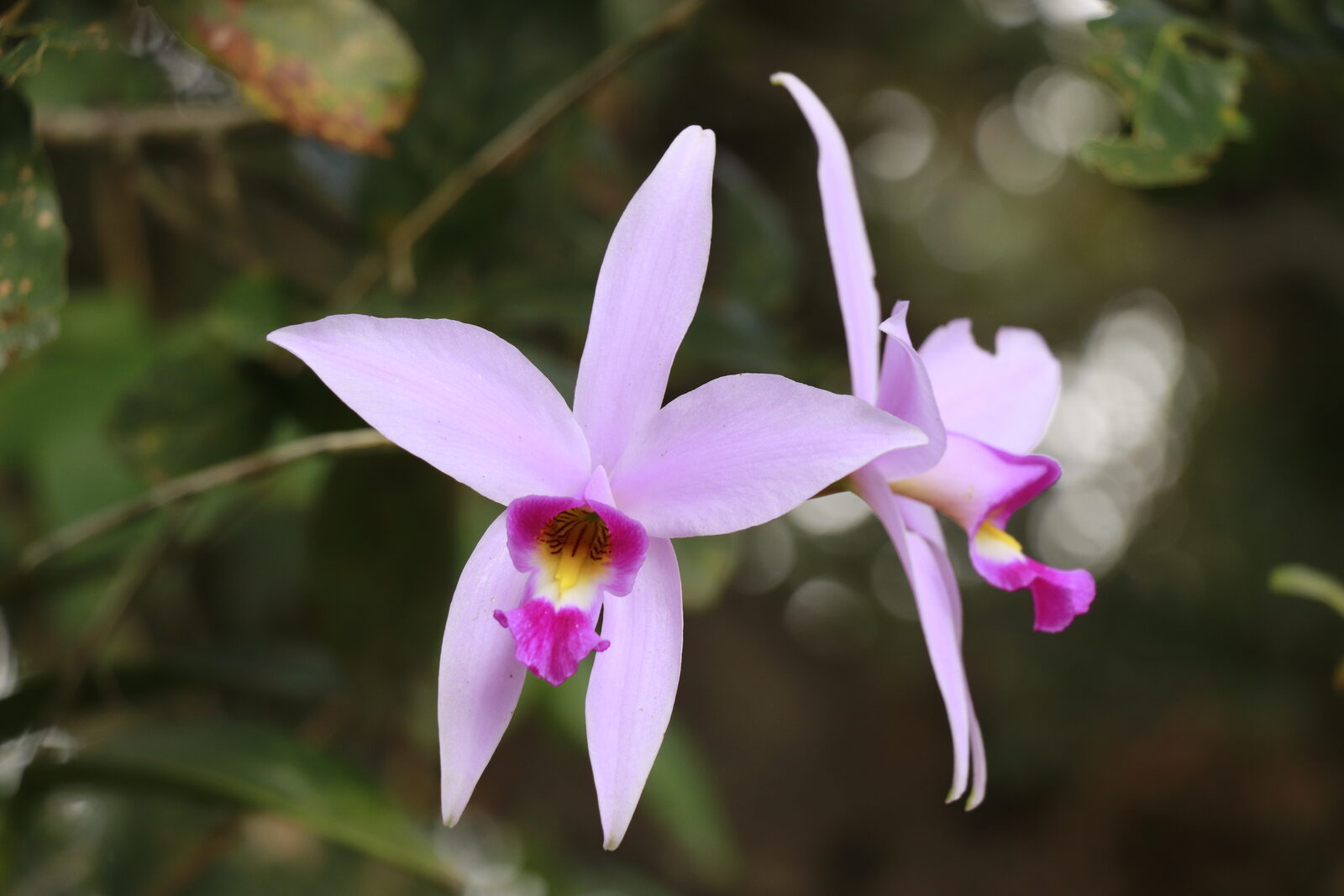 Anceps flowers