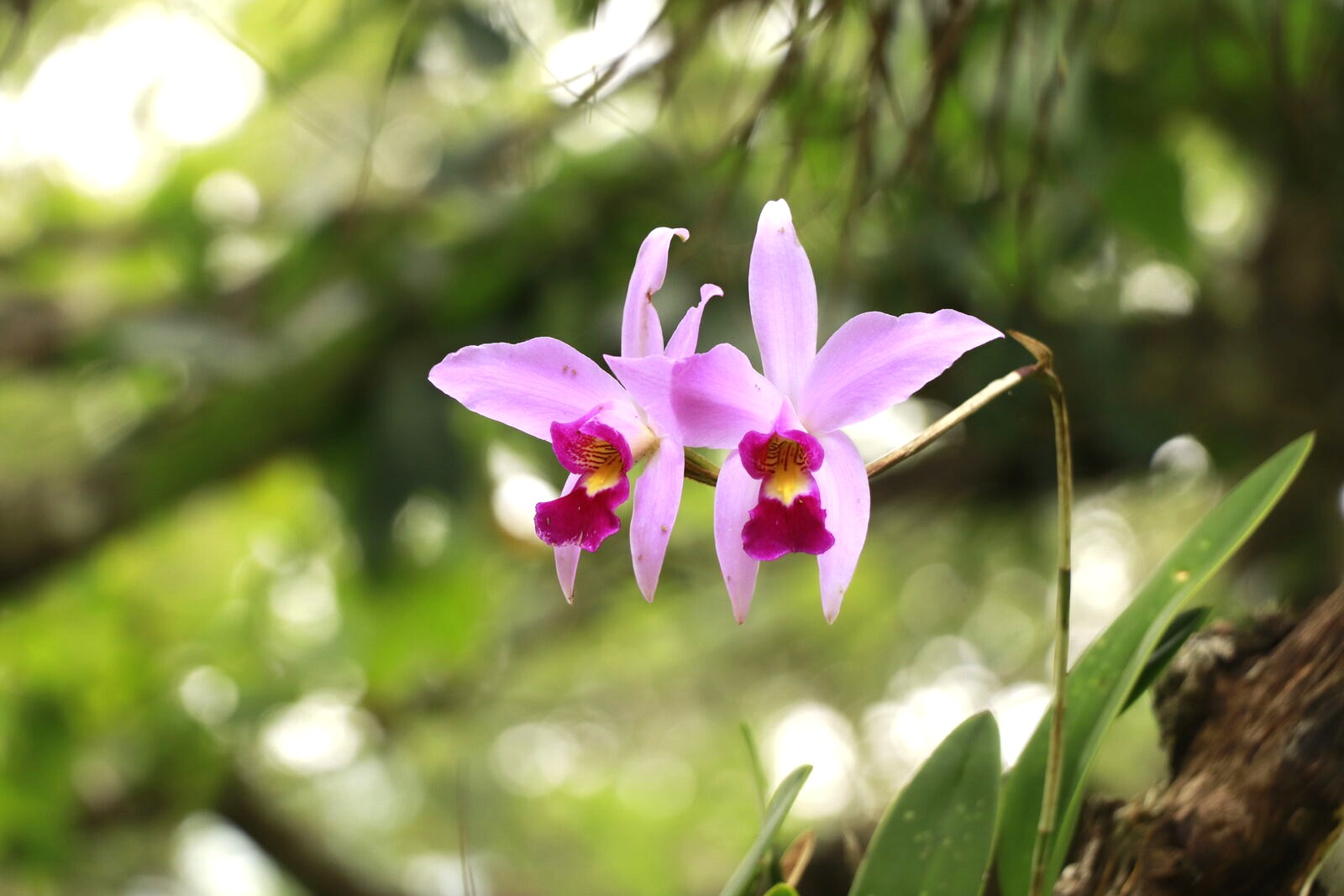 Laelia anceps flower detail
