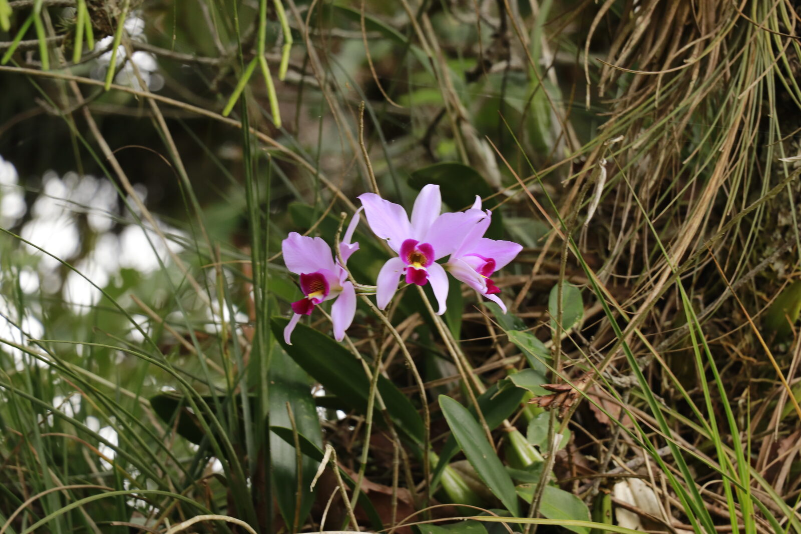 Flower close-up