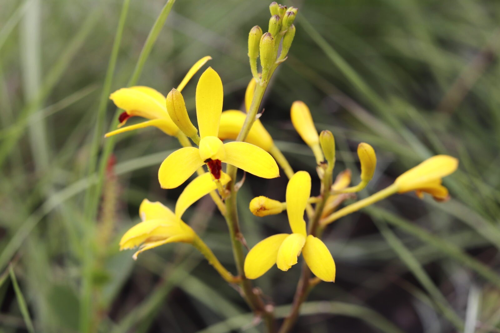 Bletia adenocarpa