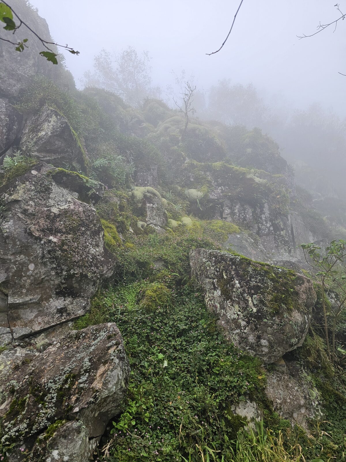 Cloud forest rock habitat