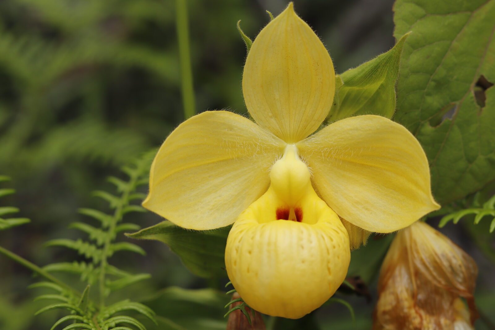Cypripedium