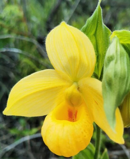 Cypripedium molle