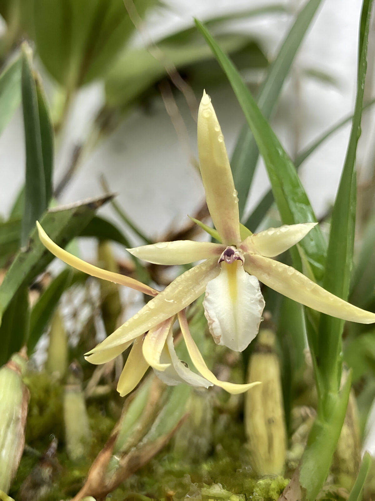 × Dinedema mariae