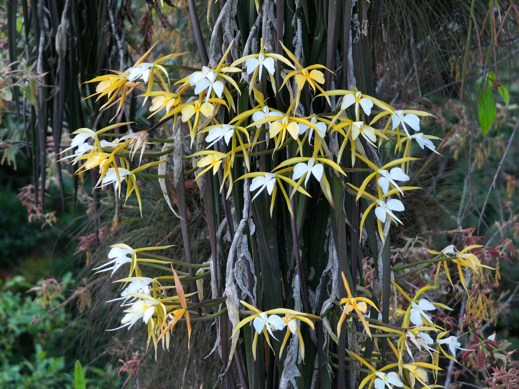 Epidendrum parkinsonianum seen from drone footage in the canopy