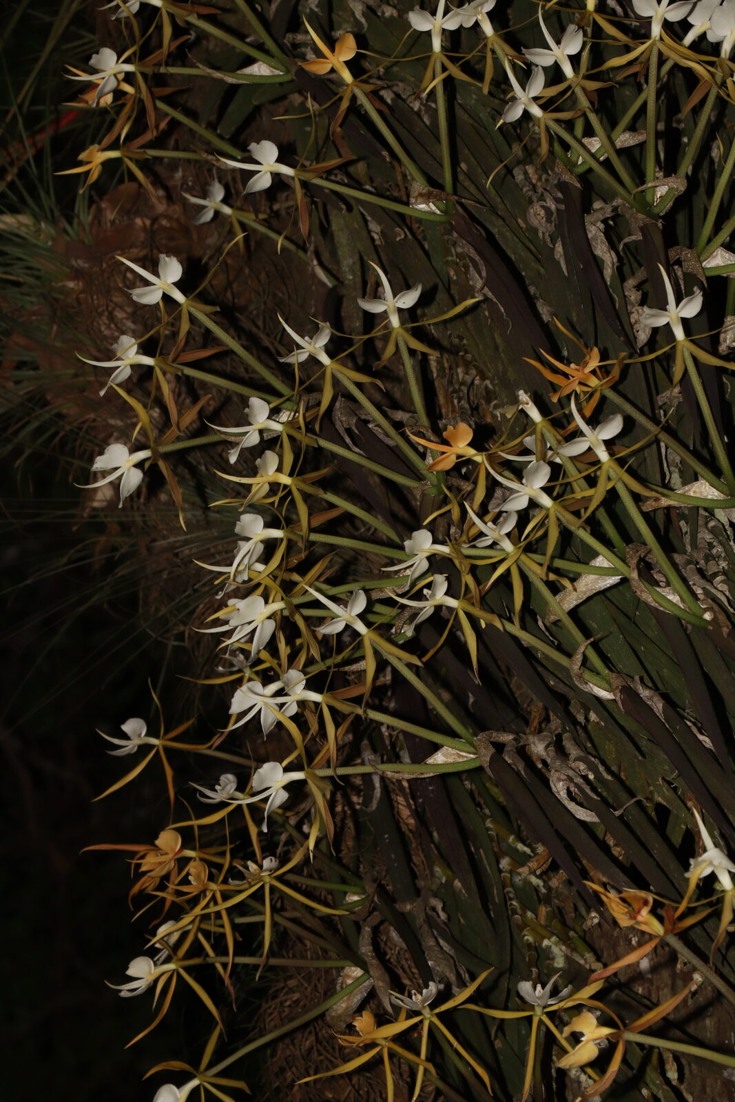 Epidendrum parkinsonianum specimen scale