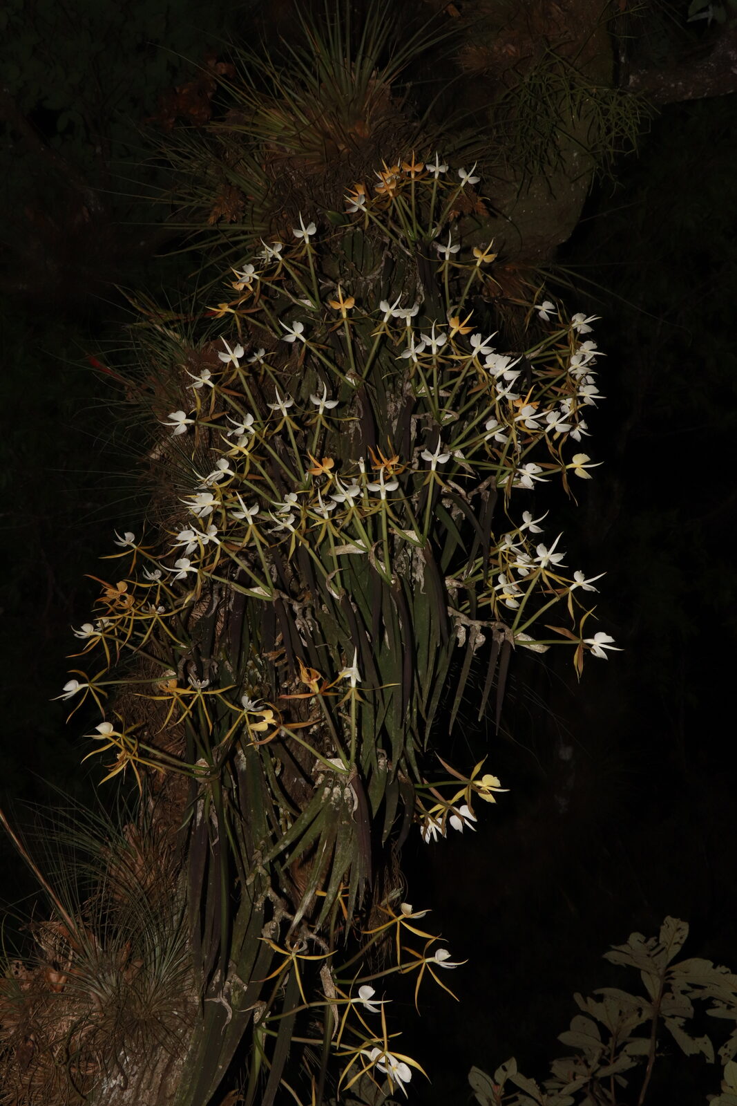 Epidendrum parkinsonianum