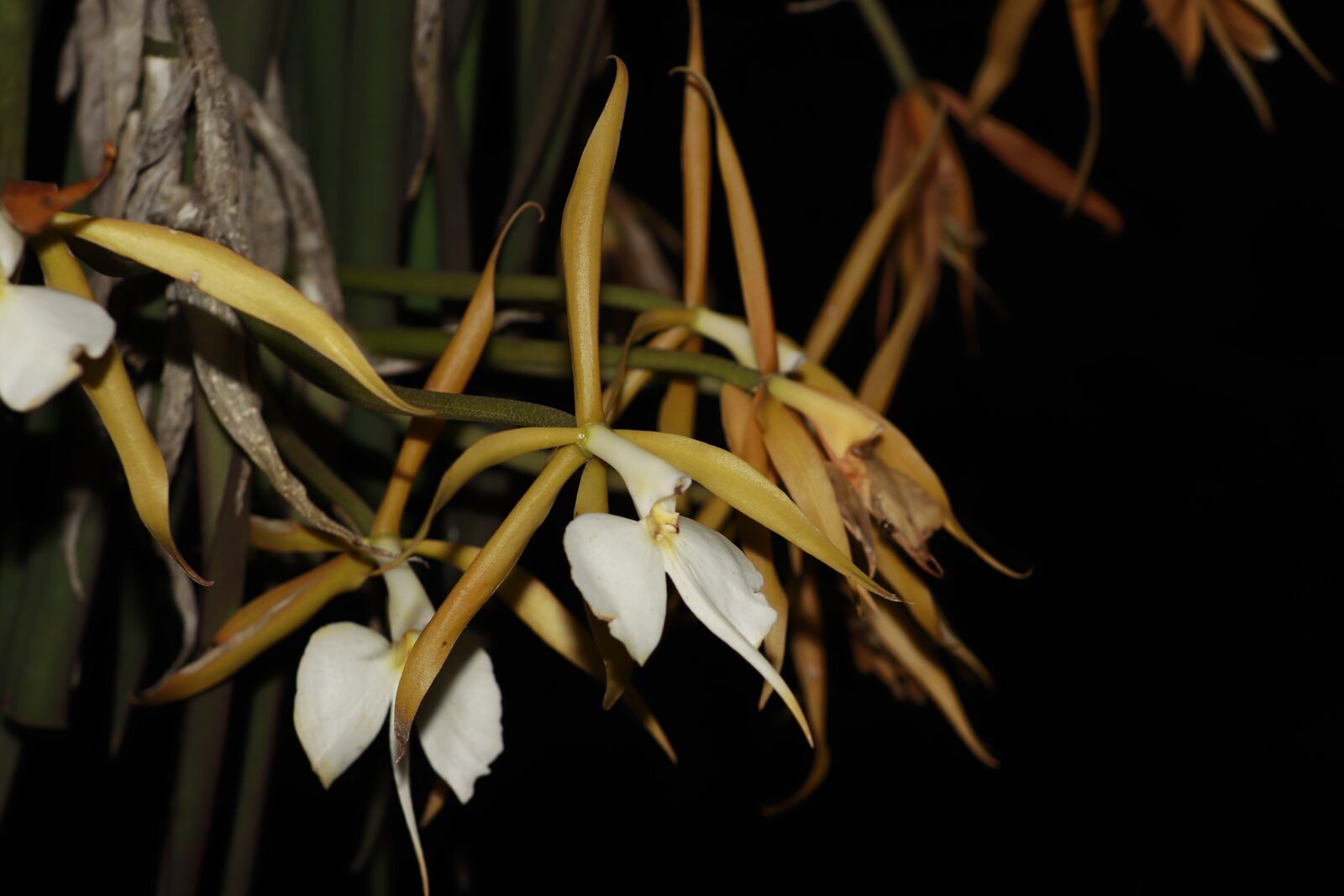 Epidendrum parkinsonianum