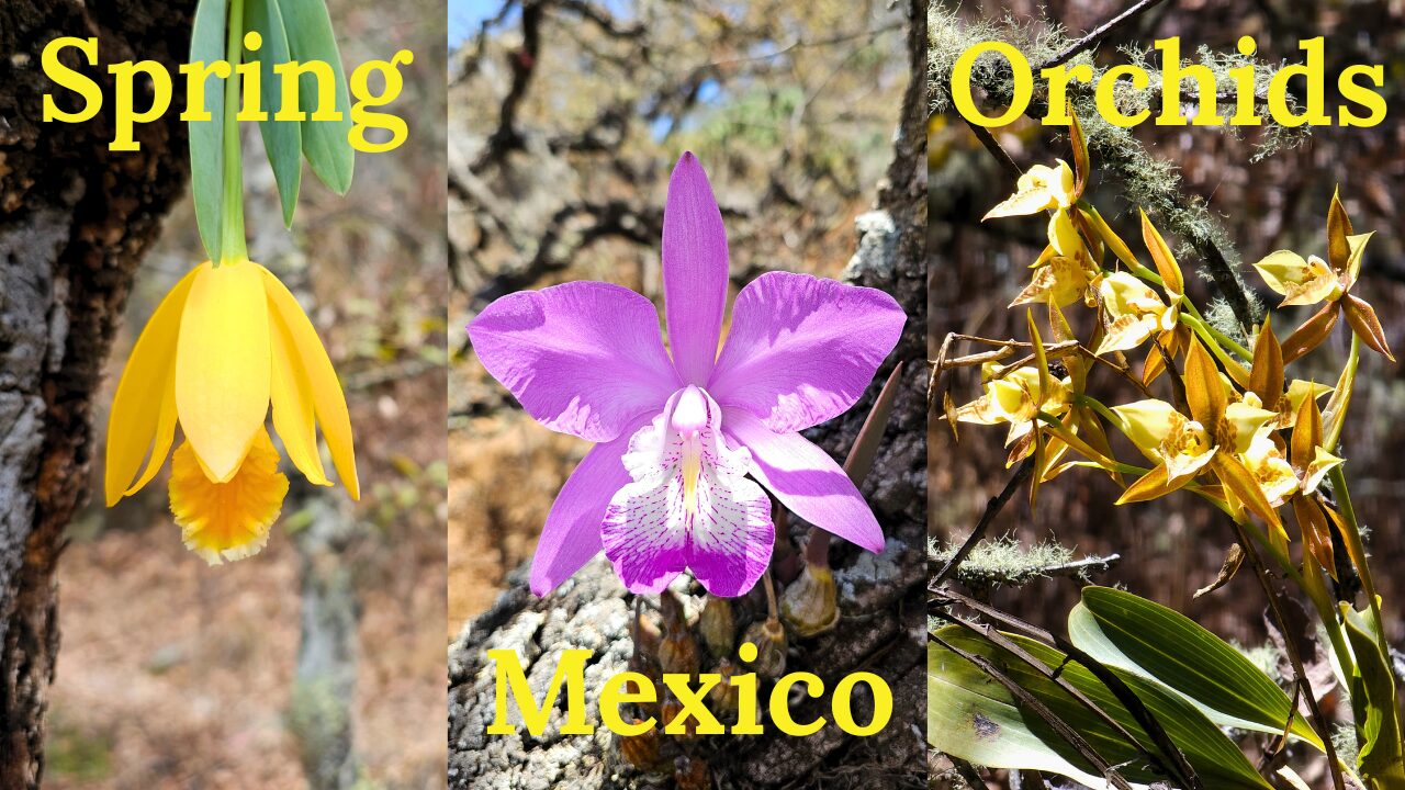 Spring Orchids: Mexico