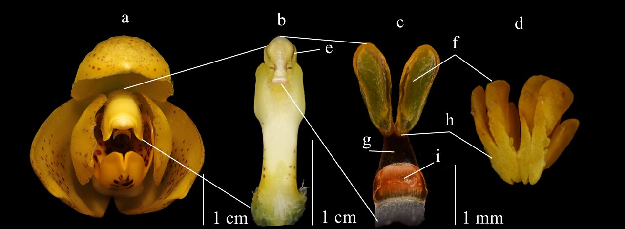 Flower and viscidium anatomy diagram