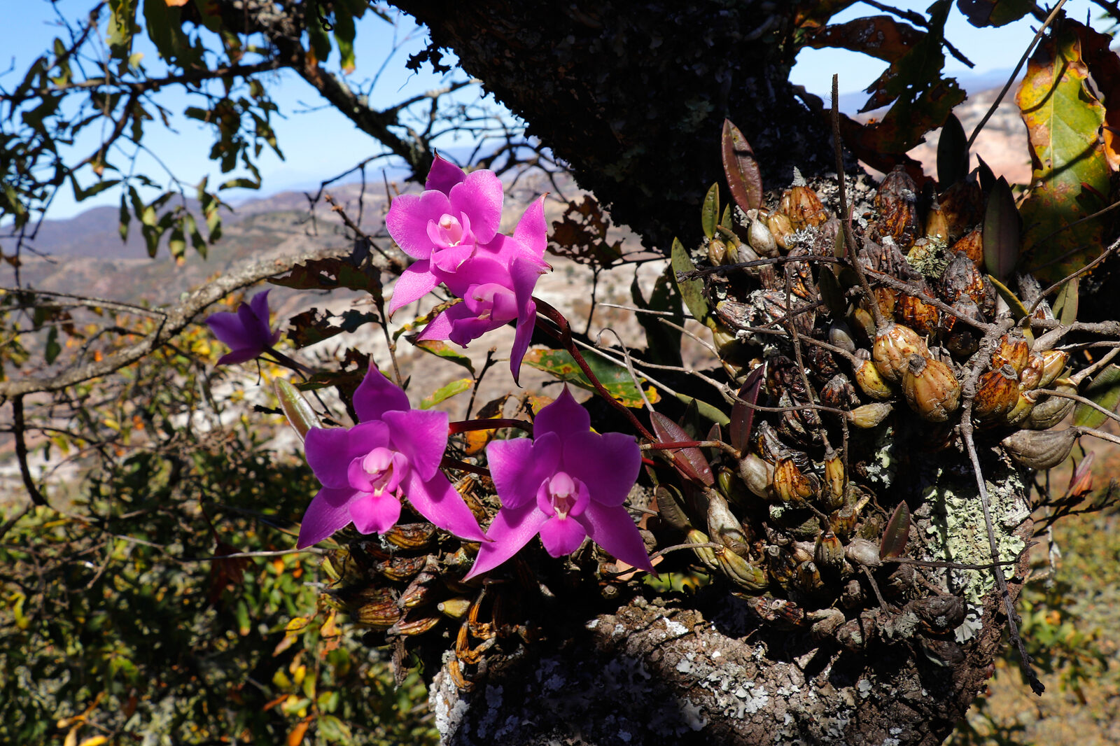 Laelia furfuracea in habitat