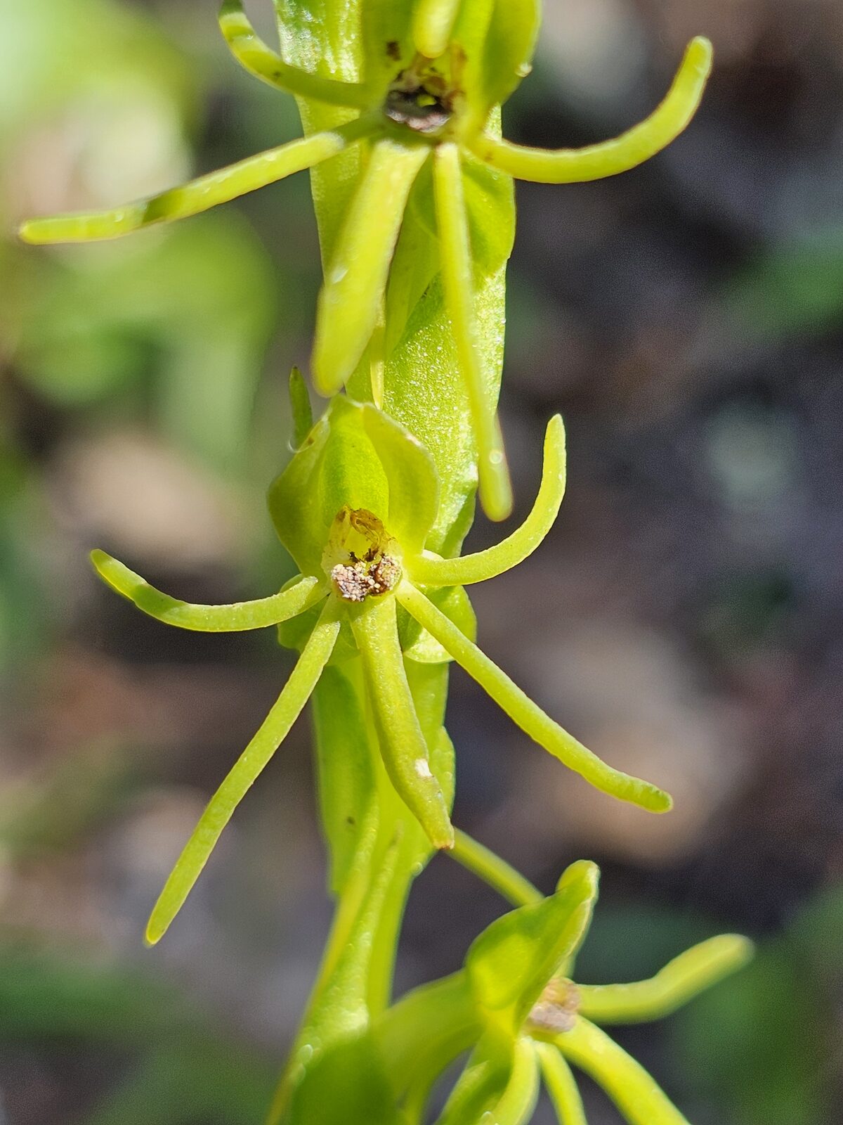 Habenaria spp.