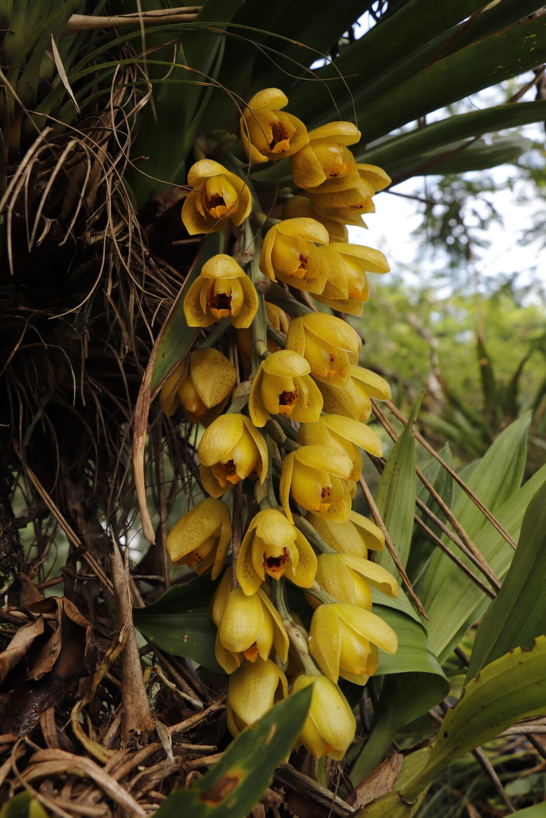Cloud forest canopy in Veracruz