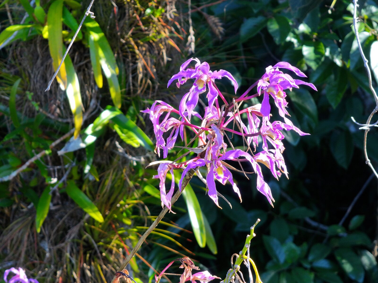 Laelia halbingeriana