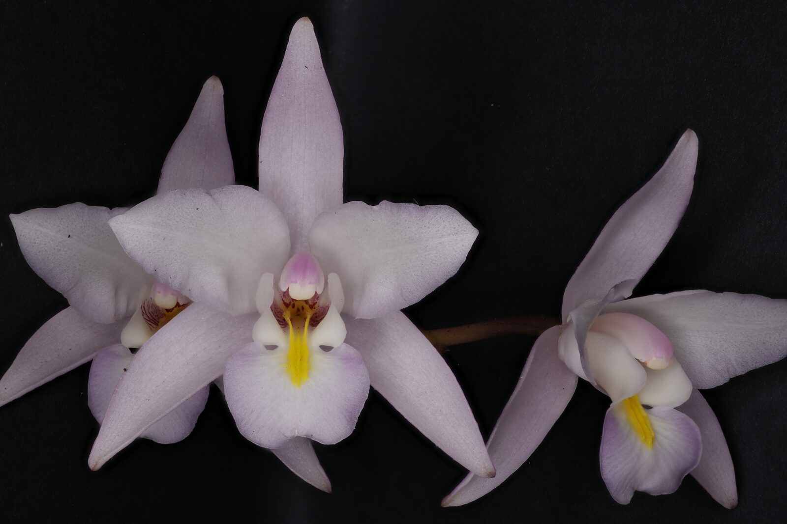 Laelia albida