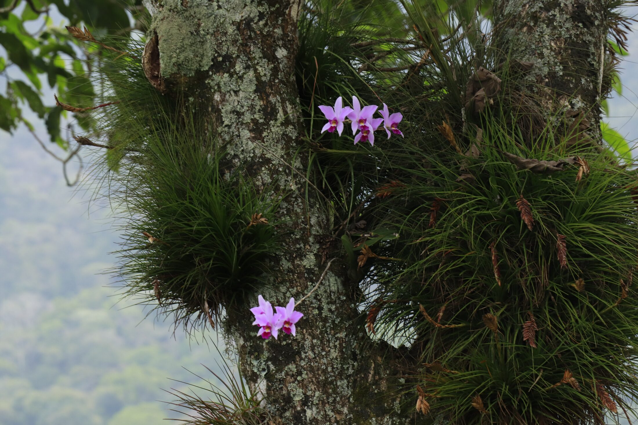 Laelia anceps on tree