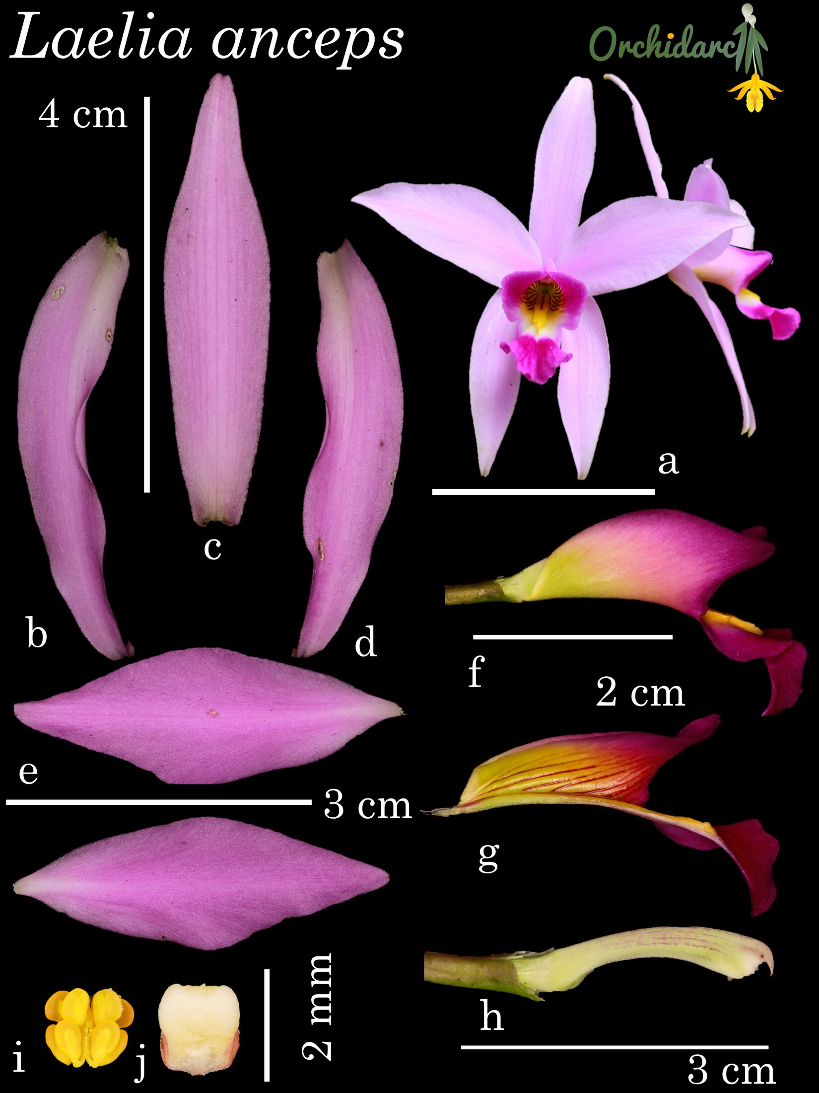 Laelia anceps