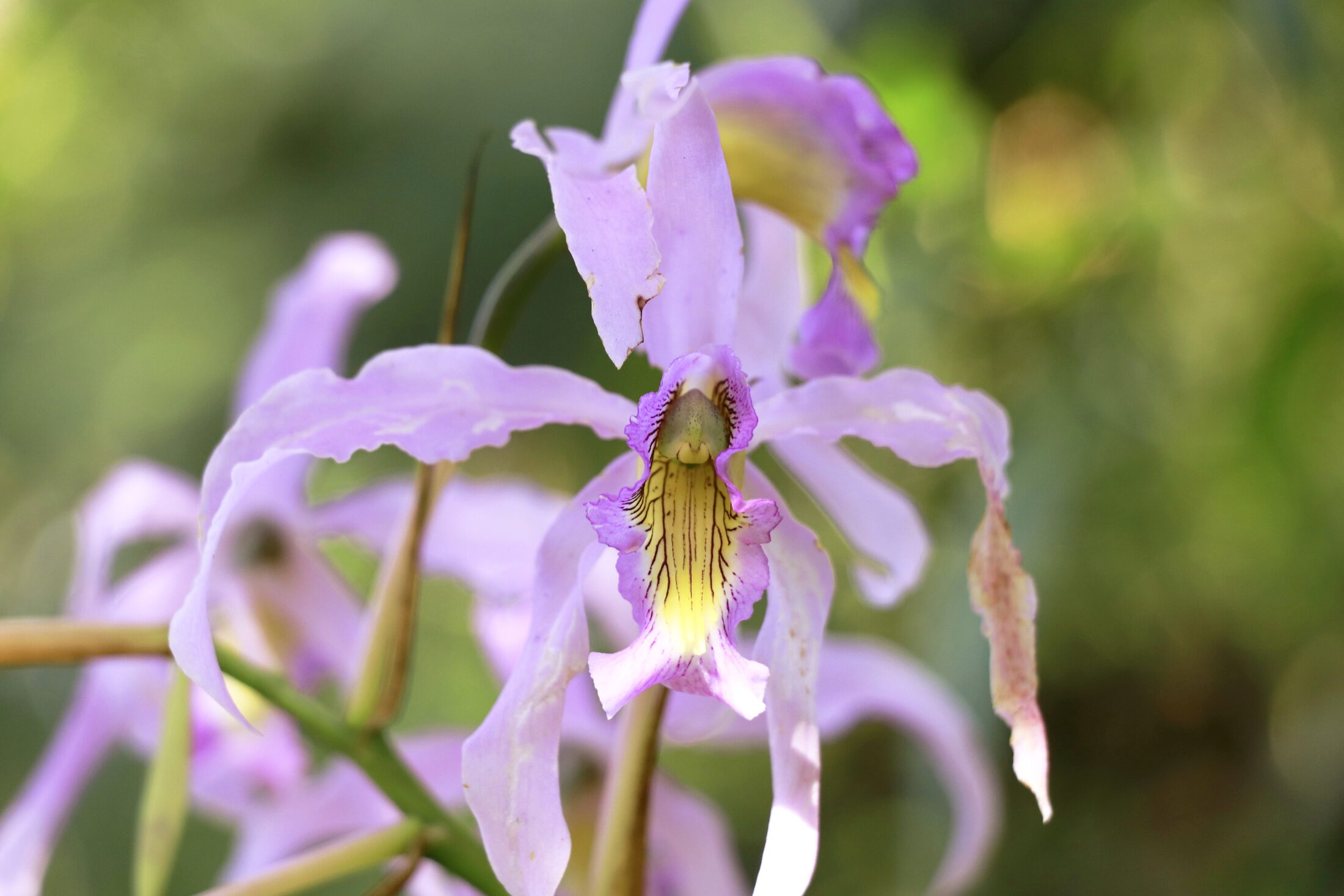 Laelia halbingeriana